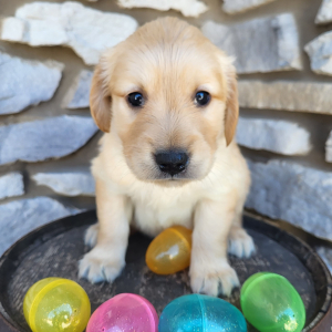 Golden Retriever Puppy Abigail