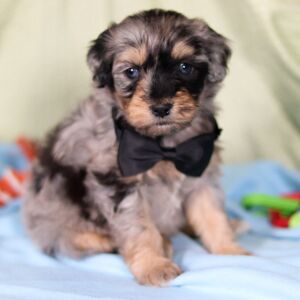 Aussiedoodle Puppy Cordell