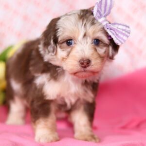 Aussiedoodle Puppy Rayne