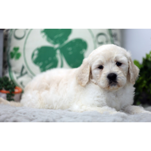 Goldendoodle Puppy Belle