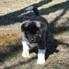 Puppy