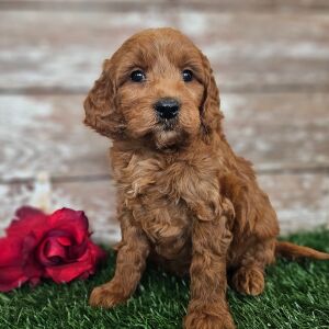 Goldendoodle Puppy Echo