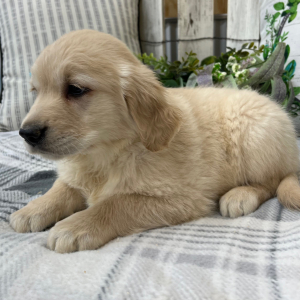 Golden Retriever Puppy Macy