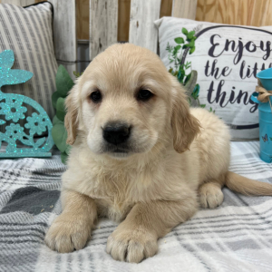 Golden Retriever Puppy Macy