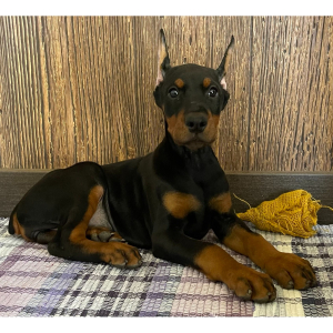Doberman Pinscher Puppy Grace