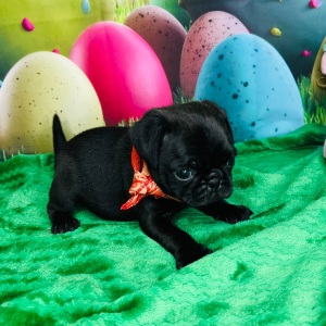 Pug Puppy Chad