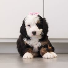 Puppy