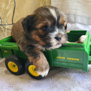 Shorkie Puppy Sap