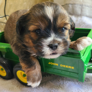 Shorkie Puppy Sap