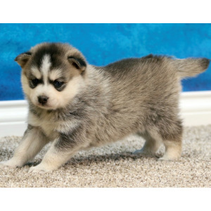 Pomsky Puppy Bonnie