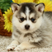 Pomsky Puppy Bonnie