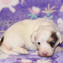 Maltipoo Puppy Danica