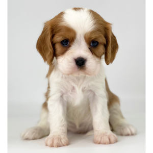 Cavalier King Charles Spaniel Puppy Liberty