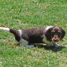 Puppy