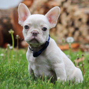 French Bulldog Puppy Houston