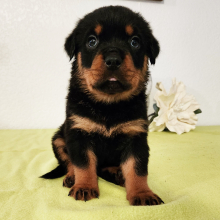 Rottweiler Puppy Roxy