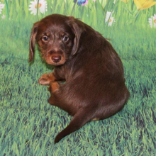 Dachshund Puppy Hershey