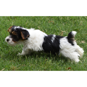 Yorkshire Terrier Puppy Ruth