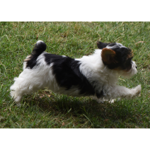 Yorkshire Terrier Puppy Ruth
