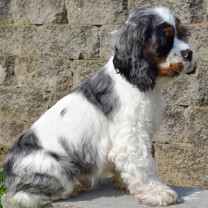 Cocker Spaniel Puppy Sheldon