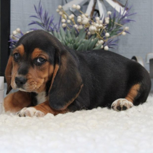Beagle Puppy Fonzie