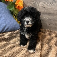 Puppy