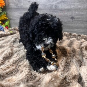 Bernedoodle Puppy Richie