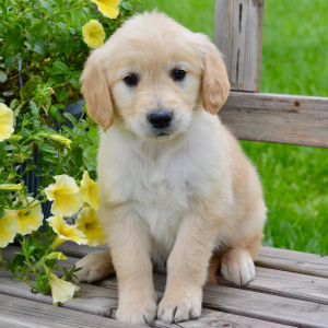 Golden Retriever Puppy Magnolia