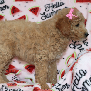 Goldendoodle Puppy Lydia