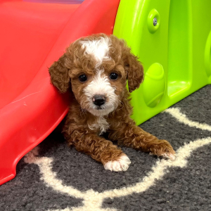 Goldendoodle Puppy Flynn