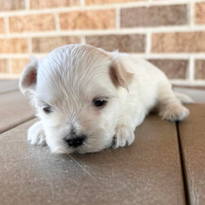 Maltese Puppy Tilly