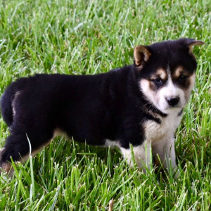 Shiba Inu Puppy Arya