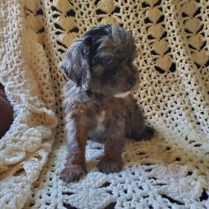 Cavapoo Puppy Zelda