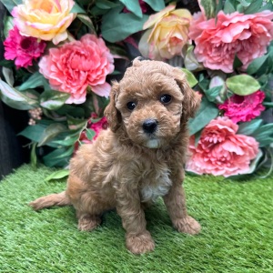 Goldendoodle Puppy Lil Ivory