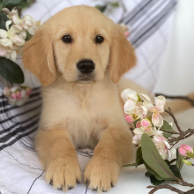 Puppy