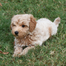 Labradoodle puppy for sale Paco, dog for sale
