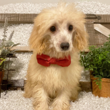 Poodle puppy for sale Robin, dog for sale