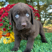 Labrador Retriever puppy for sale Jerry, dog for sale