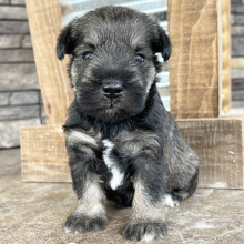 Miniature Schnauzer puppy for sale Zoey, dog for sale