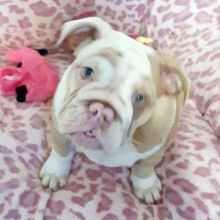 Bulldog puppy for sale Pebbles, dog for sale