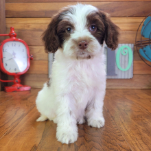 Cockapoo puppy for sale Dotty, dog for sale