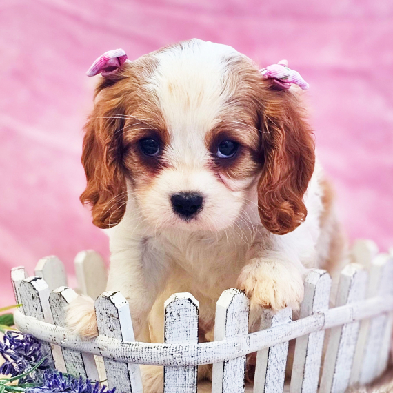 Mopsy, a Blenheim Female Cavalier King Charles Spaniel Puppy 771778