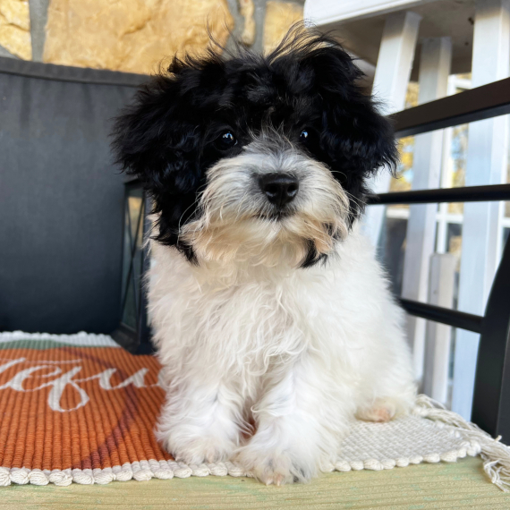 Black Maltipoo Dog Multi Poodle For Sale Full Grown Maltipoo