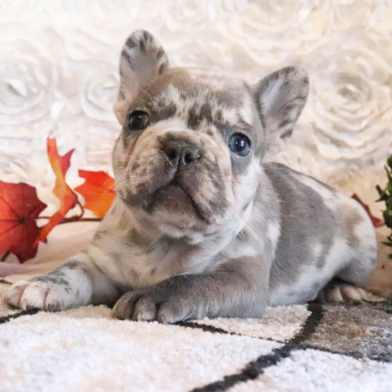 Toronto, a Blue Male French Bulldog Puppy 775078 PuppySpot