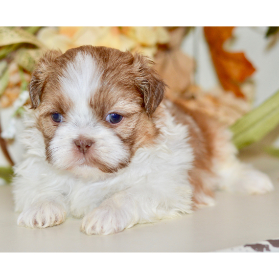 Osmond, a Liver & White Male Shih Tzu Puppy 775378 PuppySpot