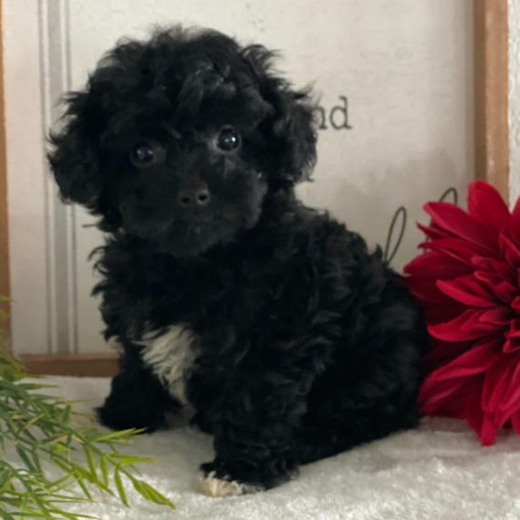 Angelica, a Black Female Poodle Puppy 775608 PuppySpot