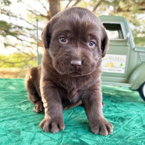 Eva, a Chocolate Female Labrador Retriever Puppy 776158 PuppySpot