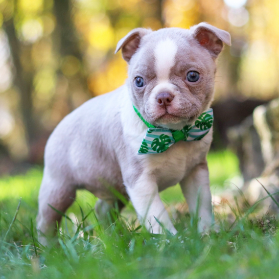 Ezra, a Lilac & White Male Boston Terrier Puppy 776358 PuppySpot