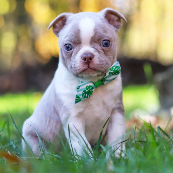 Ezra, a Lilac & White Male Boston Terrier Puppy 776358 PuppySpot