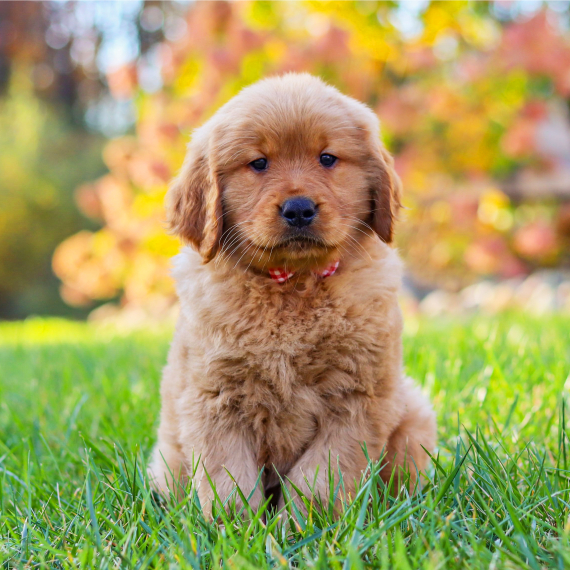 Ezra, a Dark Golden Male Golden Retriever Puppy 776388 PuppySpot